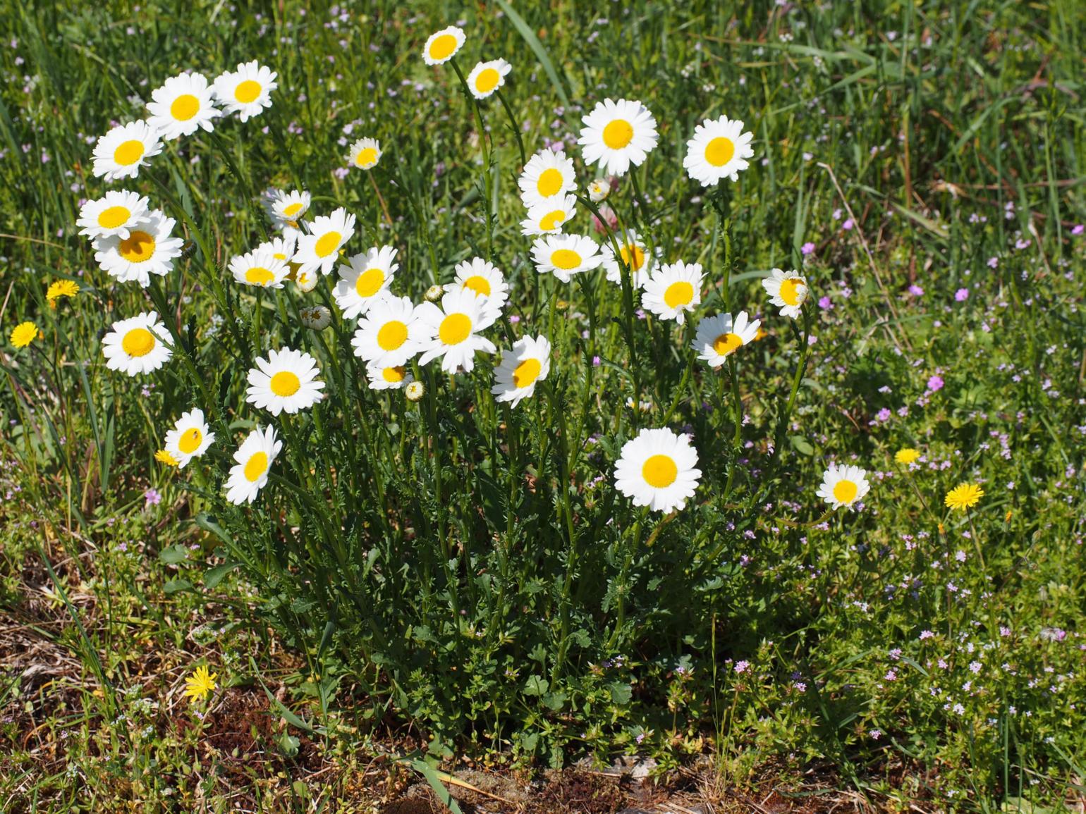 Ox-eye daisy